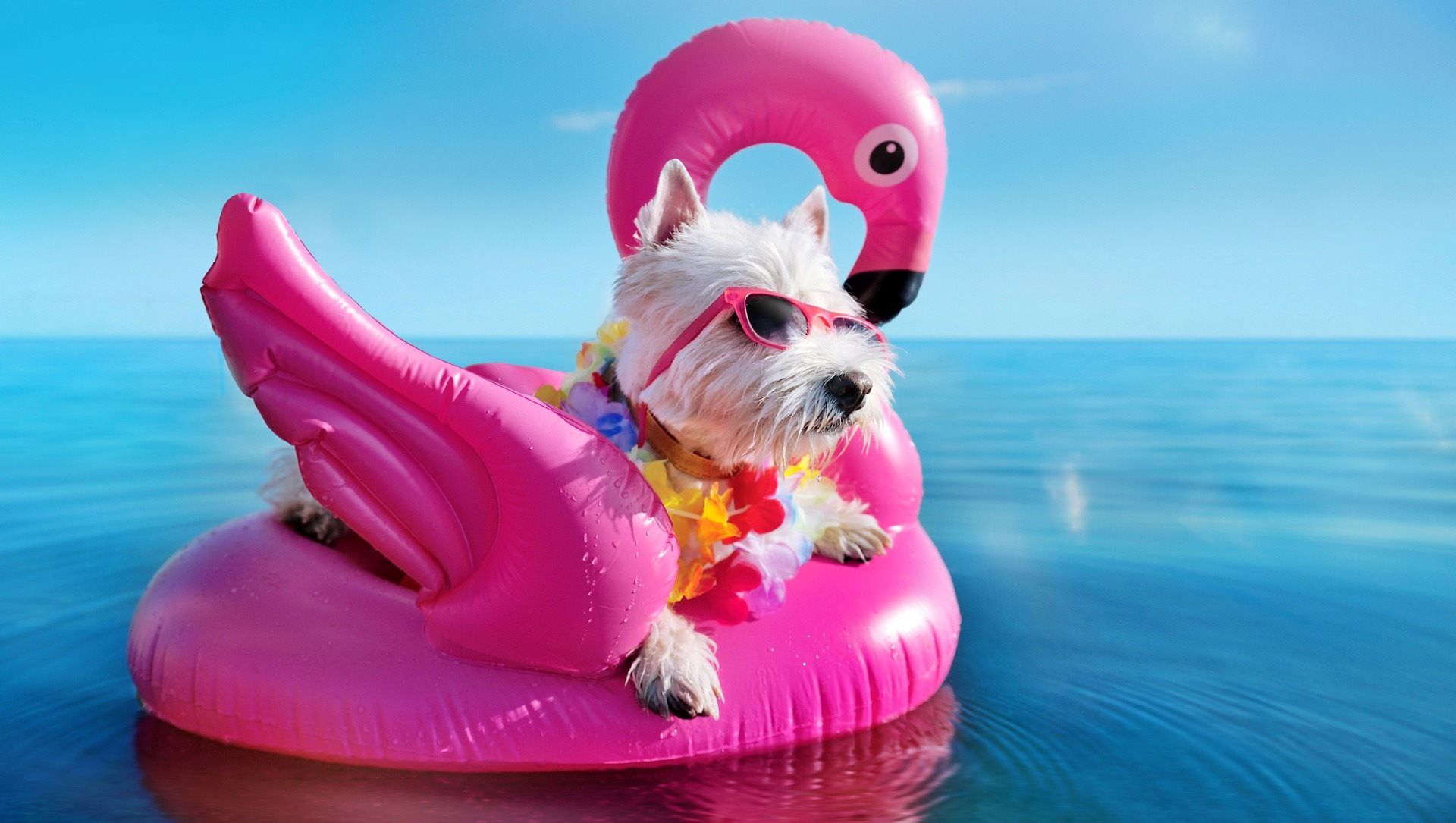 White dog wearing flower garland and chilling on pink rubber flamingo - Cashrewards.jpg